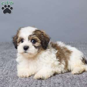 Lukas, Teddy Bear Puppy